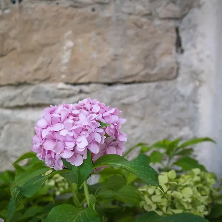 Castel Zinfandel * Kaštela